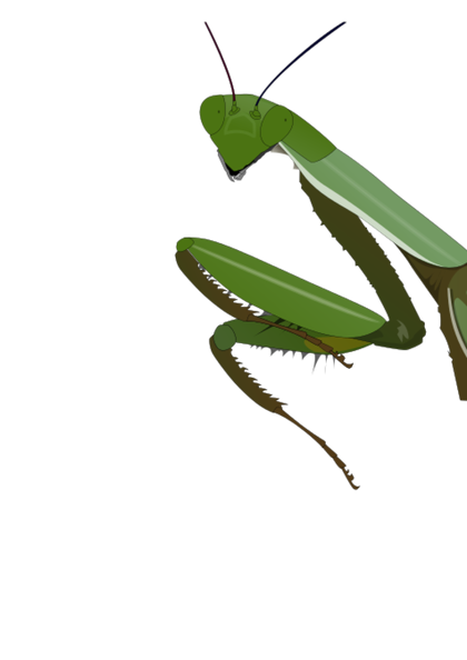 mantis.png