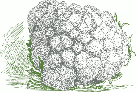 cauliflower.png